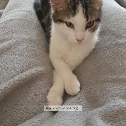 Photo 1/1 Uno Chat perdu à Saint martin de bonfosse