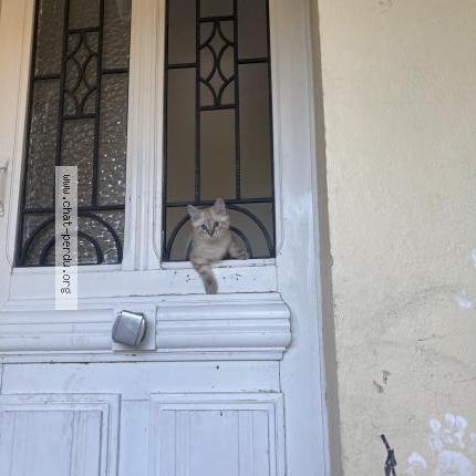 Photo 2/2 Chat retrouvé Perdu à Carpentras