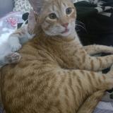 Photo de chat perdu à Bhopal