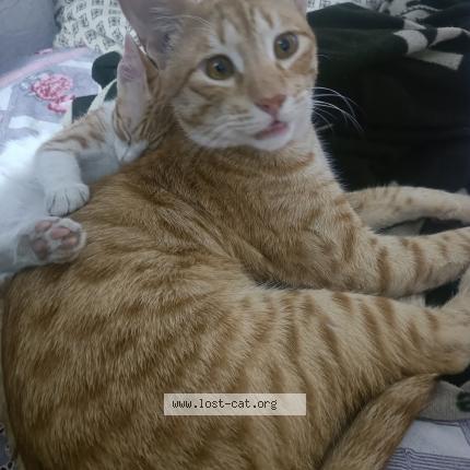 Photo 1/1 Guddu Chat perdu à Bhopal