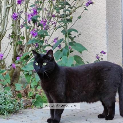 Photo 1/1 Jin Chat perdu à La chapelle gauthier