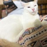 Photo de chat perdu à Kolkata