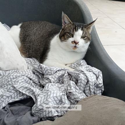 Photo 1/1 Moustache Chat perdu à Marigne laille