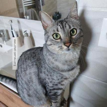 Photo 1/1 Meeko Chat perdu à Loyettes