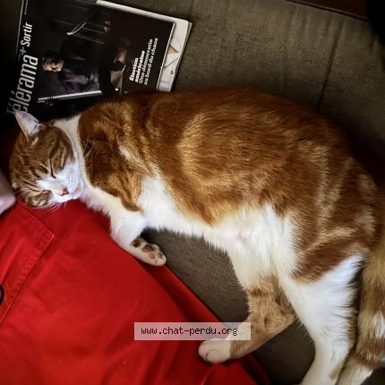 Photo 1/1 Chat retrouvé Perdu à Laval