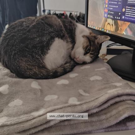 Photo de chat perdu à Blagnac