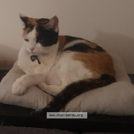 Photo de chat perdu à Cugnaux