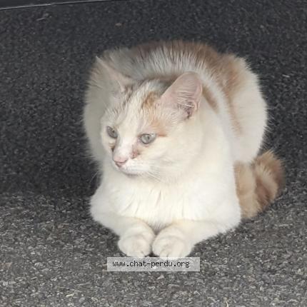 Photo 1/1 Chat retrouvé Trouvé à Saint Jacques De La Lande