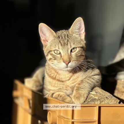Photo de chat perdu à Saint Julien De L Herms