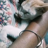 Photo de chat perdu à Coimbatore