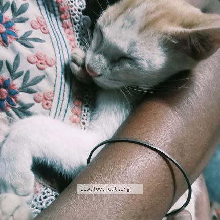 Photo 1/1 Lily Chat perdu à Coimbatore