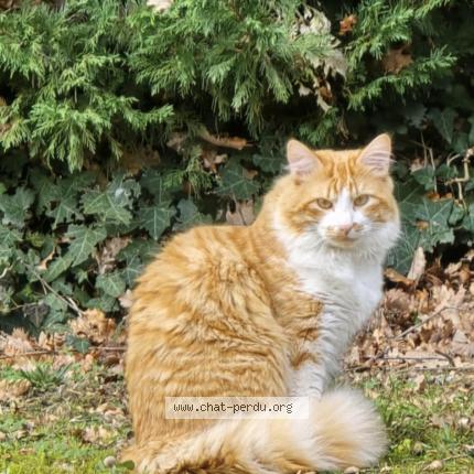 Photo 1/1 Chat retrouvé Perdu à Toulouse