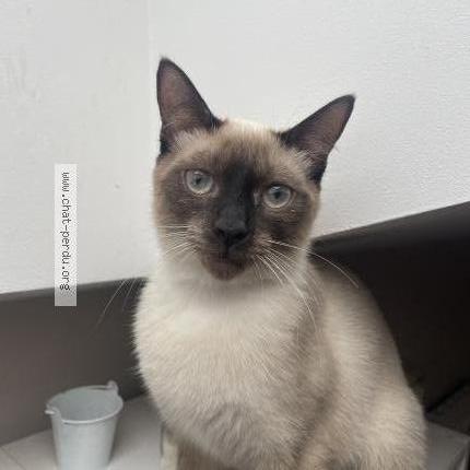 Photo 1/3 Chat retrouvé Perdu à Courbevoie