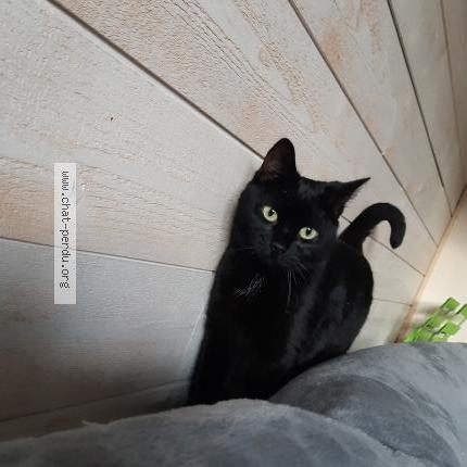 Photo 1/1 Chat retrouvé Perdu à Luxeuil Les Bains