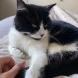 Photo de chat perdu à Rignieux Le Franc