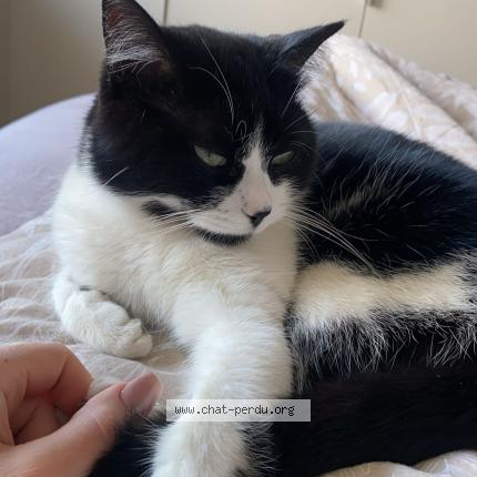 Photo 1/1 Chat retrouvé Perdu à Rignieux le franc