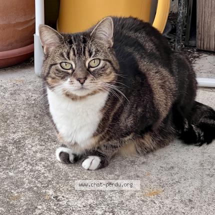 Photo 1/1 Nanna Chat perdu à Montesson