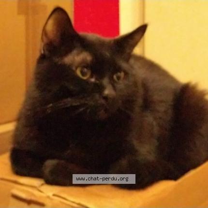 Photo de chat perdu à Tremblay En France
