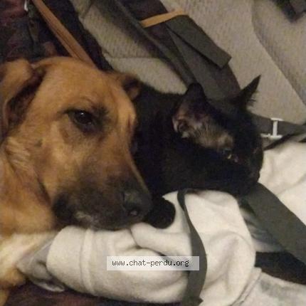 Photo 2/5 Chat retrouvé Perdu à Tremblay En France