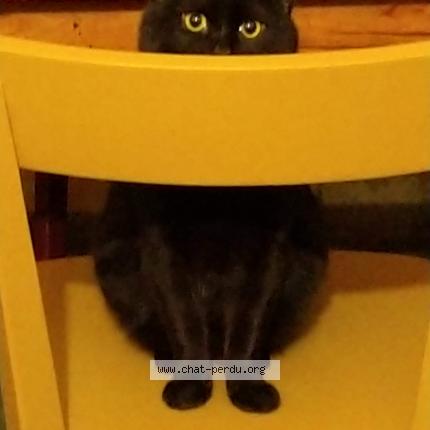 Photo 3/5 Chat retrouvé Perdu à Tremblay En France
