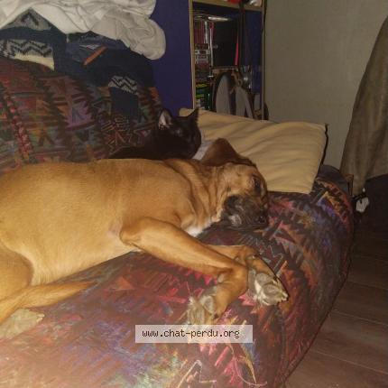 Photo 5/5 Chat retrouvé Perdu à Tremblay En France