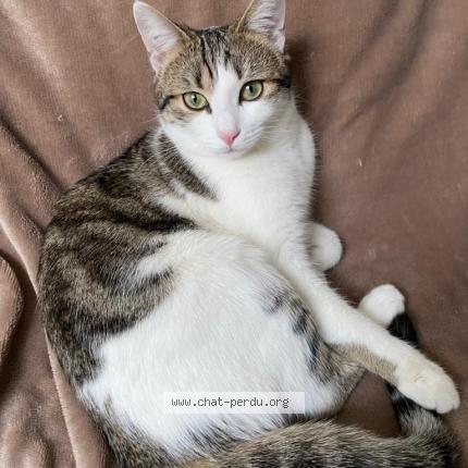 Photo 1/1 Iris Chat perdu à Bourges