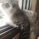 Photo de chat perdu à Karachi