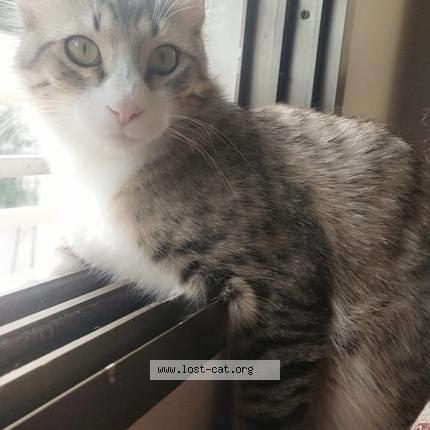 Photo 1/1 Sizzer Chat perdu à Karachi