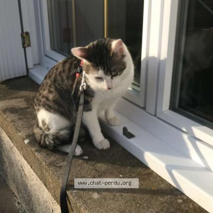 Photo 1/1 Simba Chat perdu à Maille