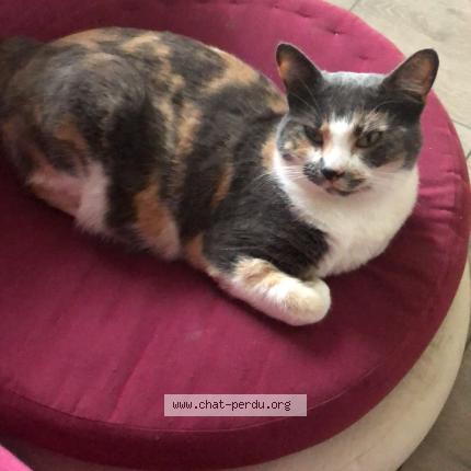 Photo 1/1 Hécate Chat perdu à Arnas