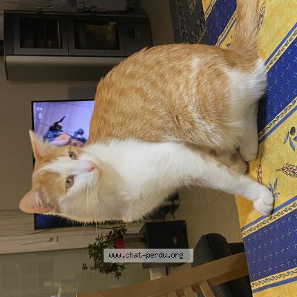 Photo de chat perdu à Bassens