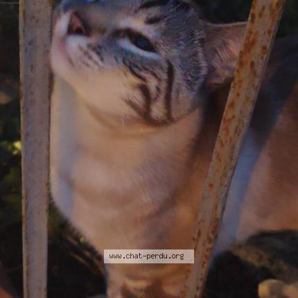 Photo 1/1 Myrio Chat perdu à Saint vit