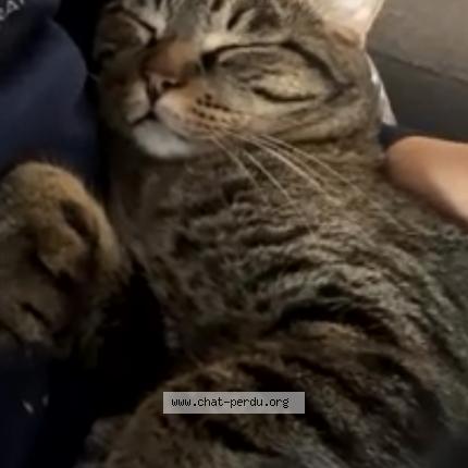 Photo 1/1 Maiki Chat perdu à Laval