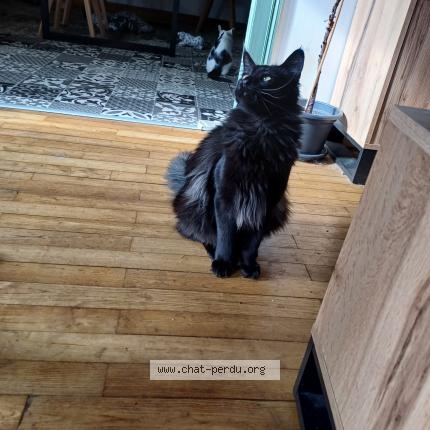 Photo de chat perdu à St Amant De Boixe