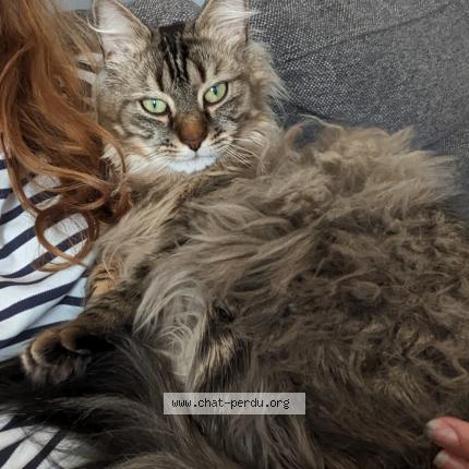 Photo de chat perdu à Paris