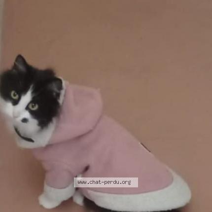 Photo 1/1 Ellie Chat perdu à Freyming merlebach