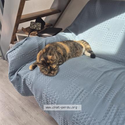 Photo 1/1 Fraise Chat perdu à Vaux sur mer