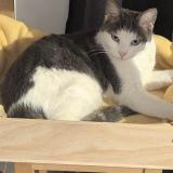 Photo de chat perdu à Chemy