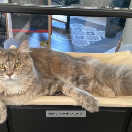 Photo 1/1 Vecna Chat perdu à Lillers