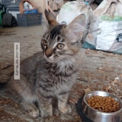 Photo de chat trouvé à Pissotte