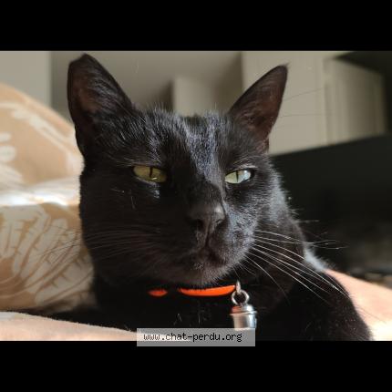 Photo 1/1 Chat retrouvé Perdu à Nantes