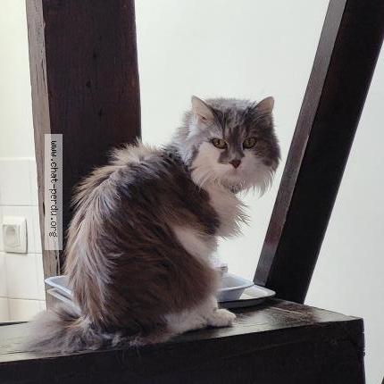Photo de chat perdu à Verberie