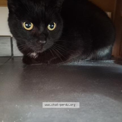 Photo 1/1 Chat retrouvé Trouvé à Haute Goulaine