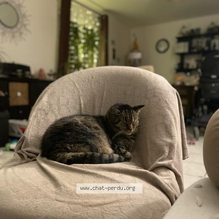 Photo de chat perdu à Maintenon