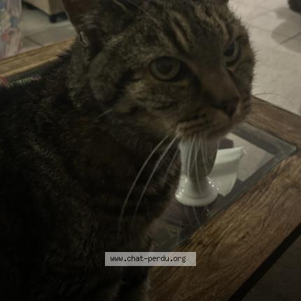 Photo 3/4 Chat retrouvé Perdu à Maintenon