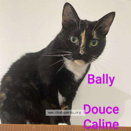 Photo de chat perdu à Tonnay Charente