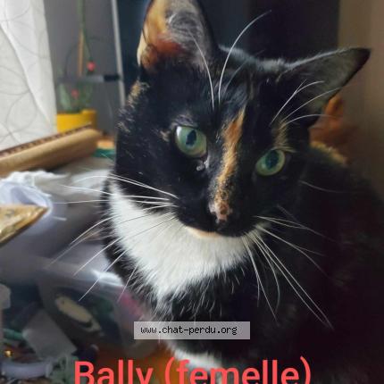 Photo 2/2 Chat retrouvé Perdu à Tonnay Charente
