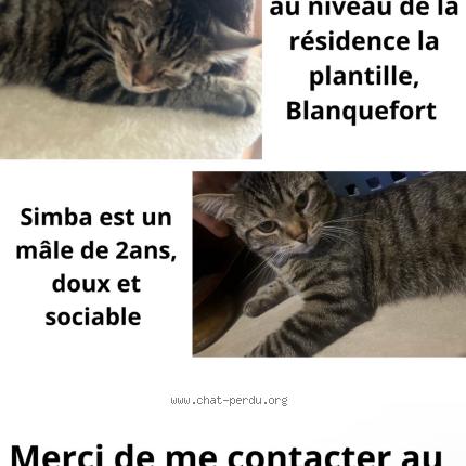 Photo 1/1 Simba Chat perdu à Blanquefort