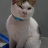 Photo de chat perdu à La Plata Villa Elvira