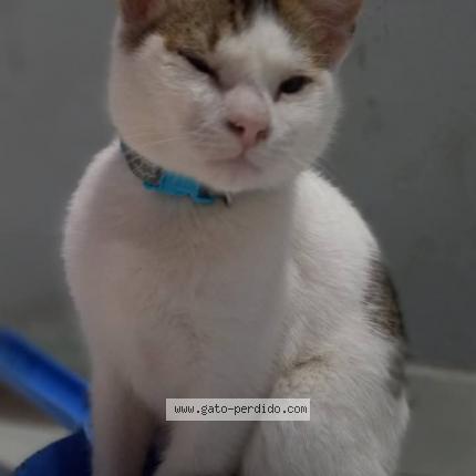 Photo 1/1 Budín Chat perdu à La plata villa elvira